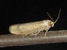 moth-image