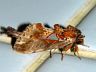 moth-image
