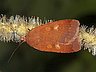 moth-image