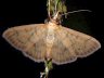 moth-image