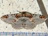 moth-image