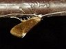 moth-image