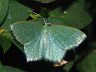 moth-image