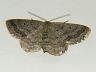 moth-image