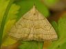 moth-image