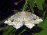 moth-image