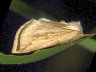 moth-image