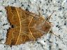 moth-image