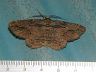 moth-image