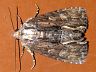 moth-image