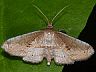 moth-image