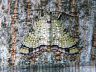 moth-image