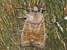 moth-image
