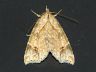moth-image