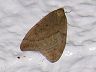 moth-image