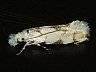 moth-image