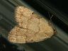 moth-image