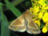 moth-image