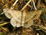 moth-image