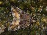 moth-image