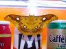 moth-image
