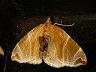 moth-image