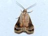 moth-image