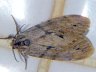 moth-image