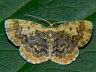 moth-image