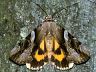 moth-image