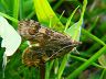 moth-image
