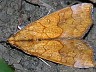 moth-image