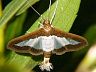 moth-image