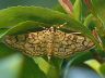 moth-image