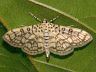 moth-image