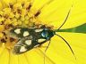 moth-image
