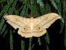 moth-image