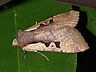 moth-image