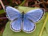butterfly-image