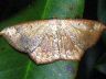 moth-image