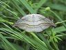 moth-image