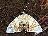 moth-image