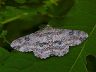 moth-image