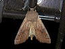 moth-image