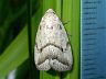 moth-image