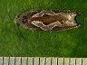 moth-image
