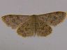 moth-image