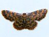 moth-image