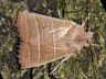 moth-image