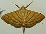 moth-image